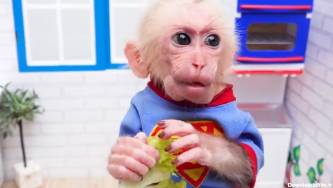 بچه میمون شکمو را ببینید / فیلم