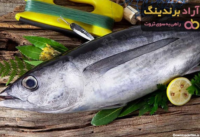 قیمت خرید ماهی قباد + مزایا و معایب - آراد برندینگ
