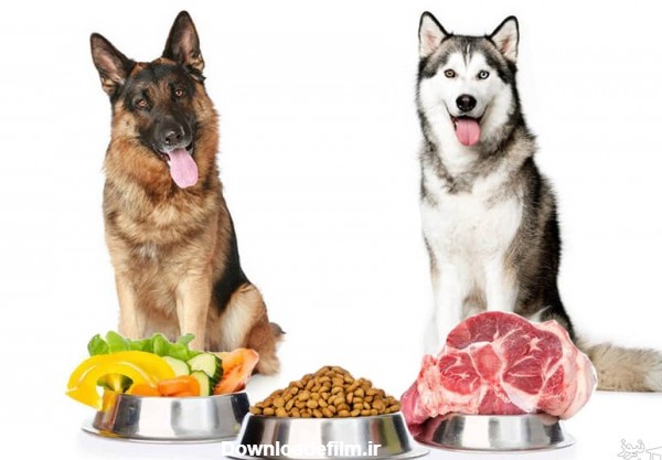 مقدار غذای سگ ژرمن و هاسکی و توله‌ آن‌ها در روز