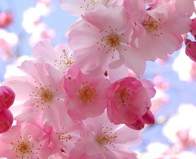 عکس گلهای بهاری با کیفیت - تــــــــوپ تـــــــــاپ