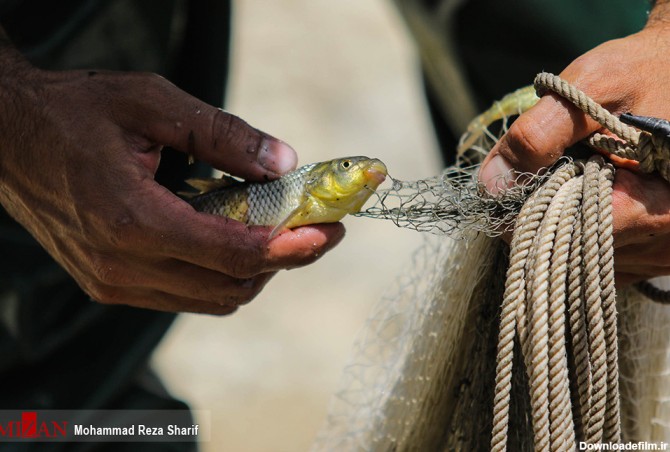 نجات ماهیان با تور ماهیگیری +عکس