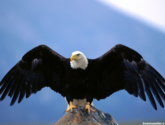 عکس عقاب بایگانی - والپیپر اچ دی