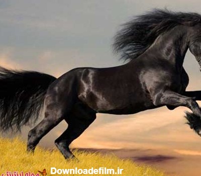 عکس اسب زیبا و کمیاب جذاب