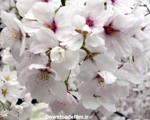 عکسهای دیدنی از شکوفه های بهاری