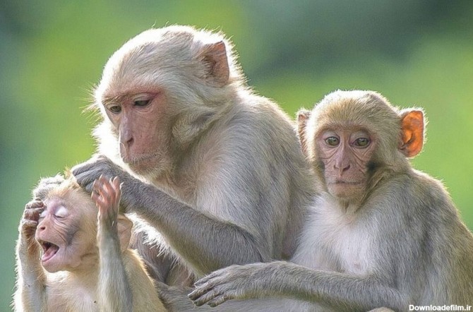 فیلم| میمون شکم پرست به بچه خود خیار نداد!