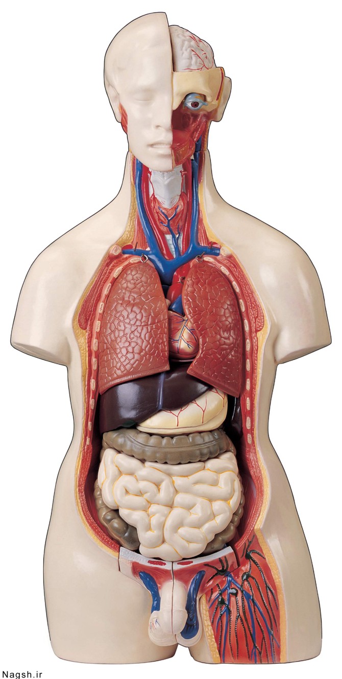 قسمت های داخلی بدن - گالری تصاویر نقش