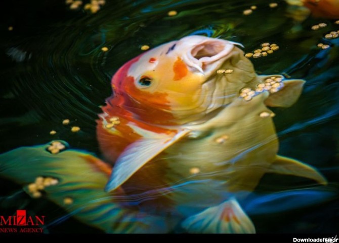 تصاویر دیدنی ماهی افسانه‌ای کوی؛ امپراطور شرقی برکه‌ها