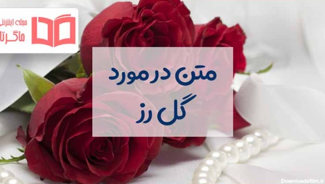 متن در مورد گل رز   + عکس نوشته و جملات زیبا درباره گل رز ...
