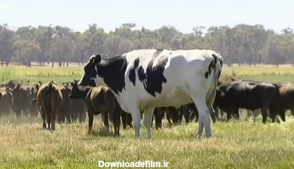آن‌چه می‌بینید یک گاو است؟ - خبرآنلاین