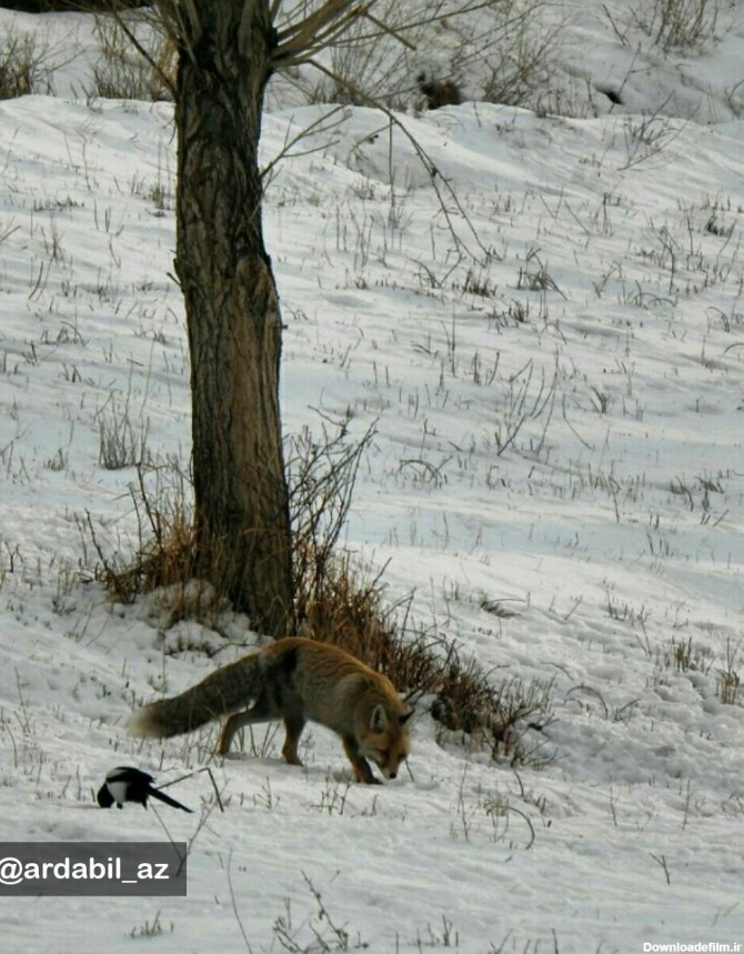 تصویر زیبای زاغ و روباه کنار هم در خلخال