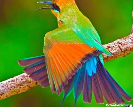 زیباترین پرنده دنیا