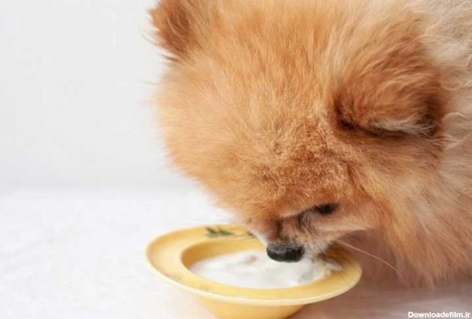 غذای خانگی مناسب برای سگ پامرانین