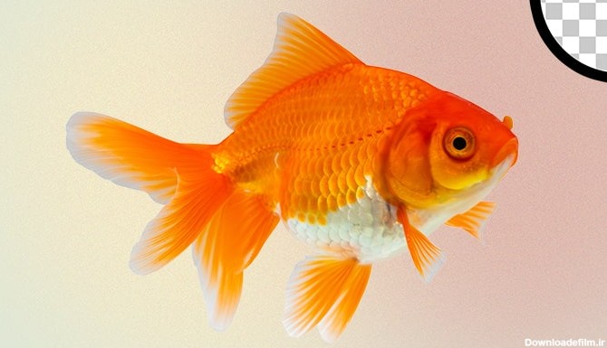 تصویر PNG کلوزآپ ماهی قرمز عید و نوروز | فری پیک ایرانی ...