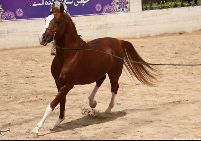 اختتامیه جشنواره ملی اسب اصیل عرب در دزفول برگزار شد - تسنیم