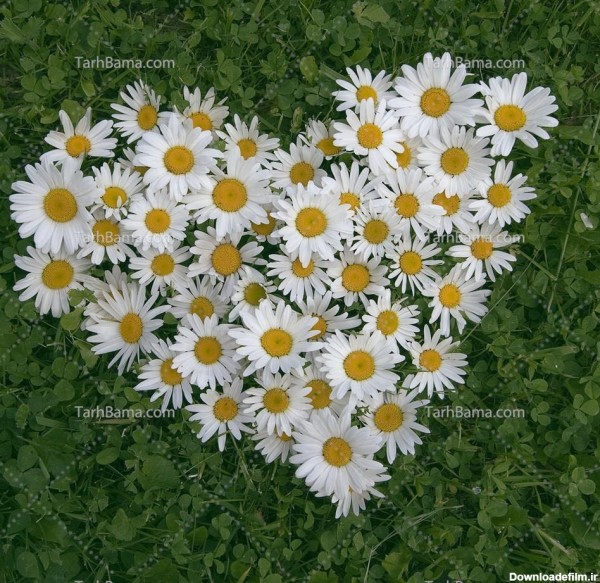 تصویر با کیفیت گل بابونه قلبی