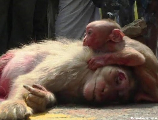 اشک های بچه میمون در کنار جسد مادرش + فیلم و عکس - تسنیم