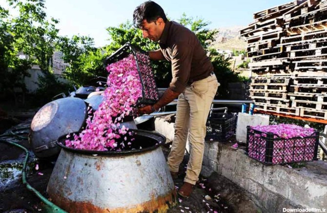 عکس گل محمدی و گلاب گیری