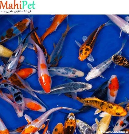 خرید انواع کوی - ماهی پت| فروشگاه اینترنتی آکواریوم و ماهی
