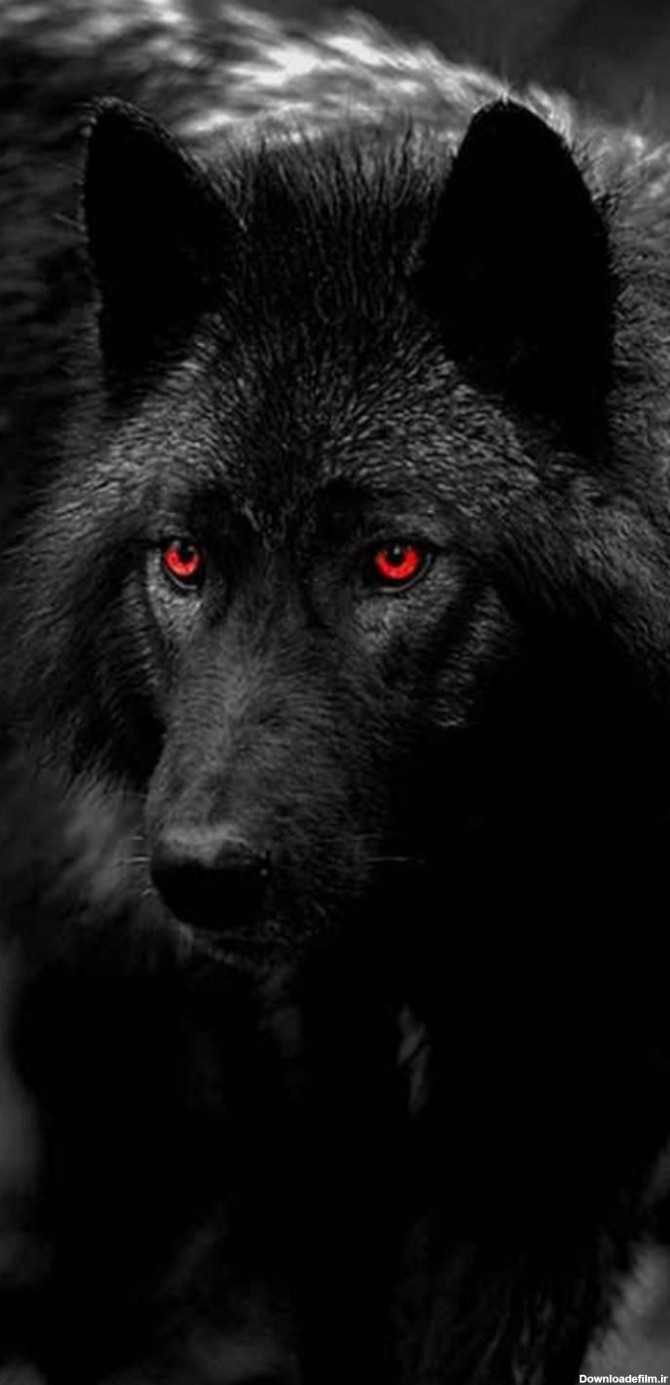 عکس زمینه گرگ چشم قرمز سیاه وحشی پس زمینه | والپیپر گرام