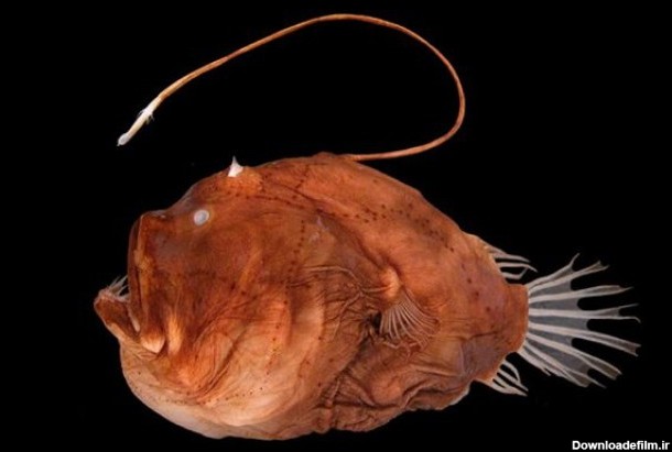 زشت‌ترین موجود دریایی که به شیوه عجیبی خود را سیر می‌کند+عکس