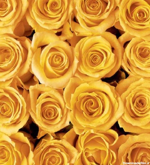 عکس گل رز زرد هلندی