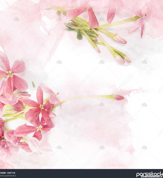 تصویر گل صورتی شکوفه رنجون ریز ریز نقاشی آبرنگ رتوچو 1407118