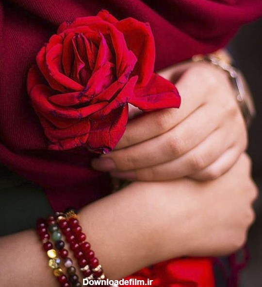 عکس پروفایل گل های رز قرمز عاشقانه و رمانتیک جدید
