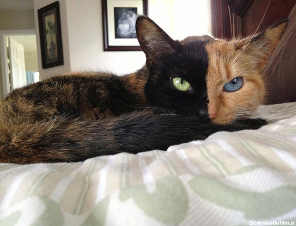 تصاویر عجیب‌ترین گربه‌های جهان | از گربه فرازمینی تا الهه دو ...