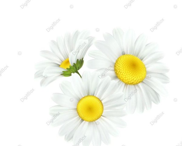 عکس گل بابونه سفید - دیجیت باکس - DigitBox