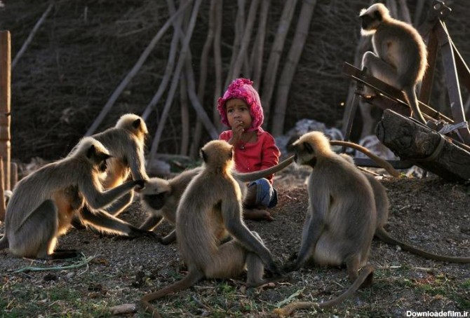بازی پسر ۲ ساله با بچه میمون‌های وحشی +تصاویر