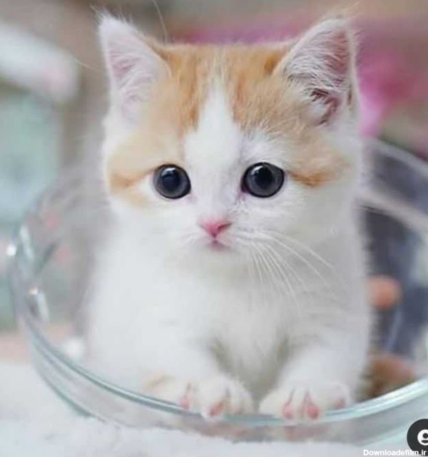 عکس بچه گربه های گوگولی