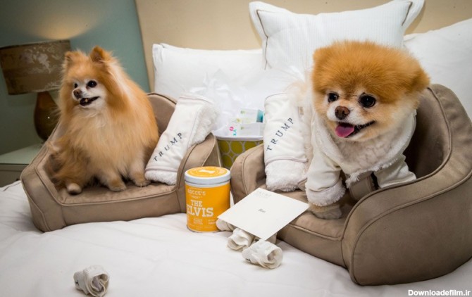 خوشبخت ترین سگ دنیا در هتلی در لاس وگاس(+عکس)