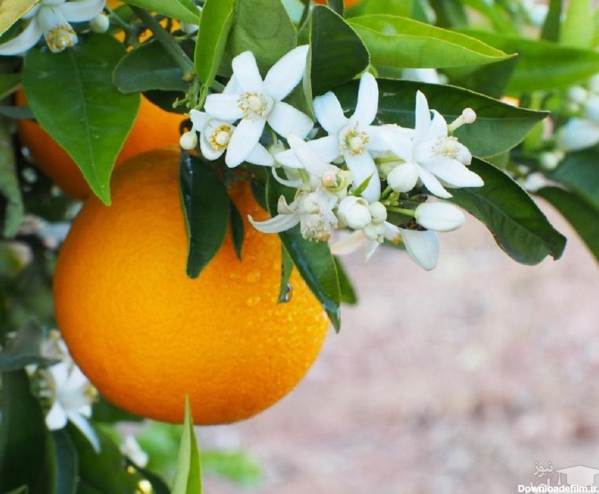 خواص فوق العاده ی بهار نارنج برای سلامتی
