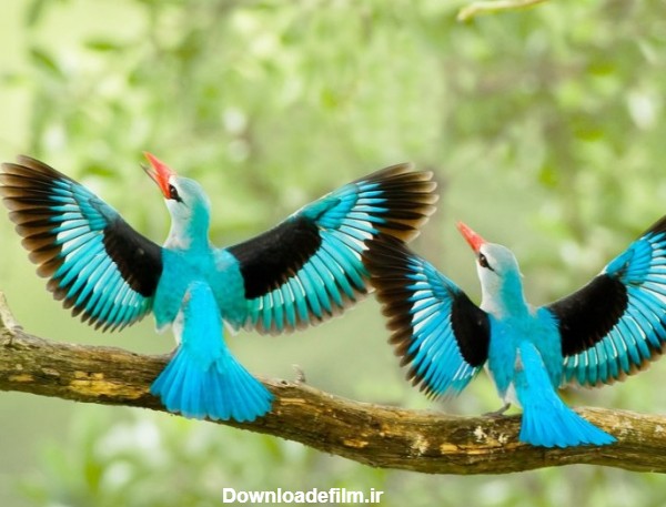عکس پرنده های زیبا و تماشایی سراسر جهان