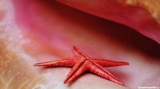 دانلود تصویر ستاره دریایی