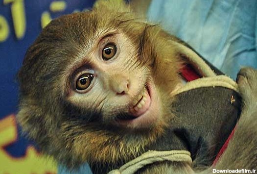 بچه ، میمون های فضایی ایران متولد شد + عکس