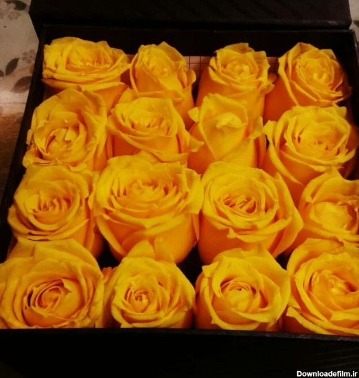 باکس گل رز | ارسال گل و هدیه به سراسر ایران با گل بازارسورپرایز