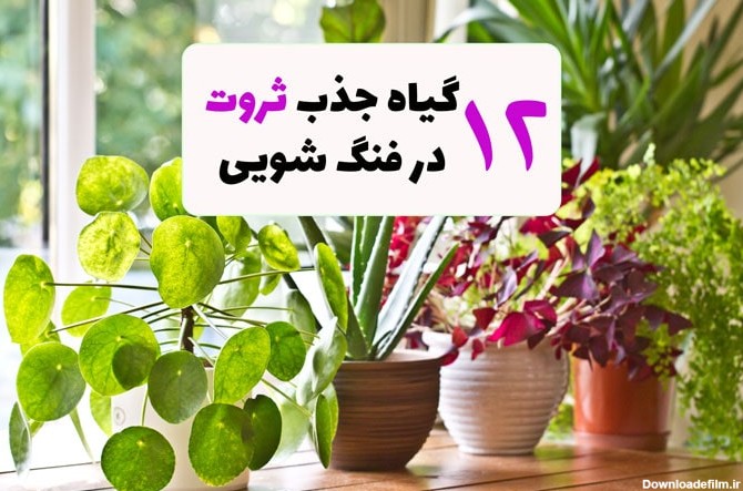 12 نوع گیاه ثروت ساز در فنگ شویی