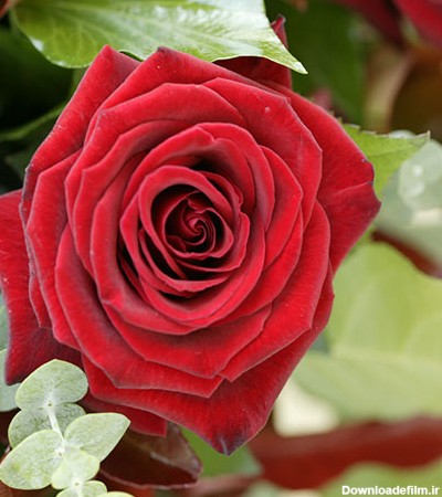 عکس گل رز قرمز مخملی