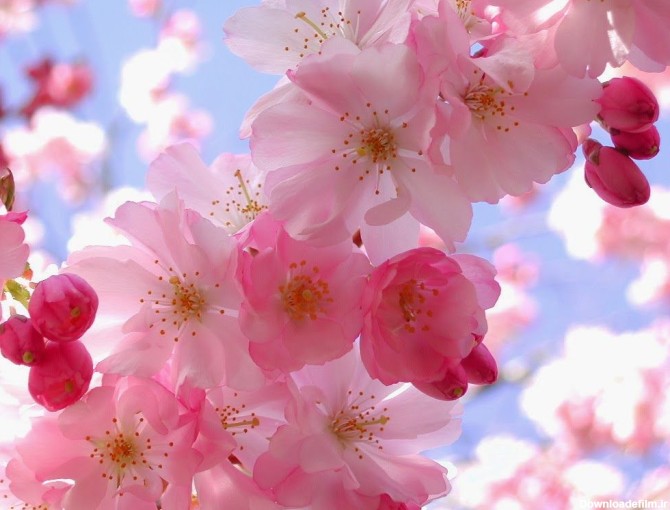 Cherries And Flowers Wallpapers - Wallpaper Cave