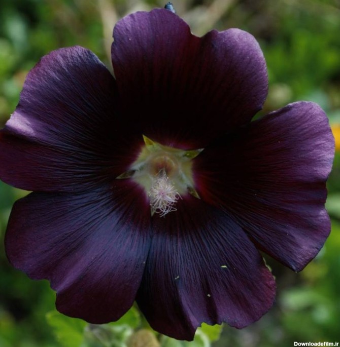 فرارو | (تصاویر) ۱۰ گل سیاه رنگ محبوب در جهان