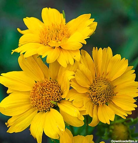 خرید بذر گل وربسینا (پروانه ای) پابلند پرگل زرد رنگ