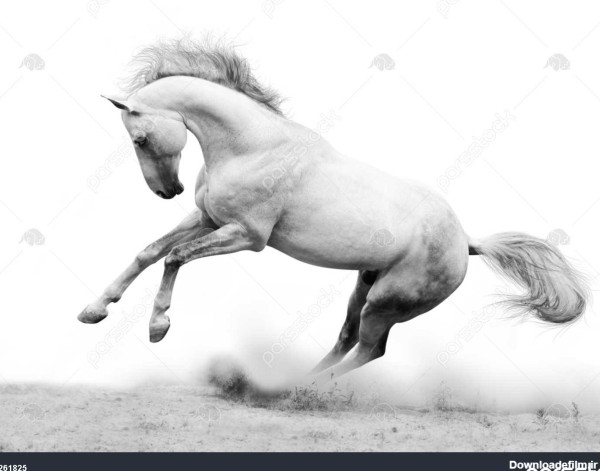 عکس اسب نقره ای
