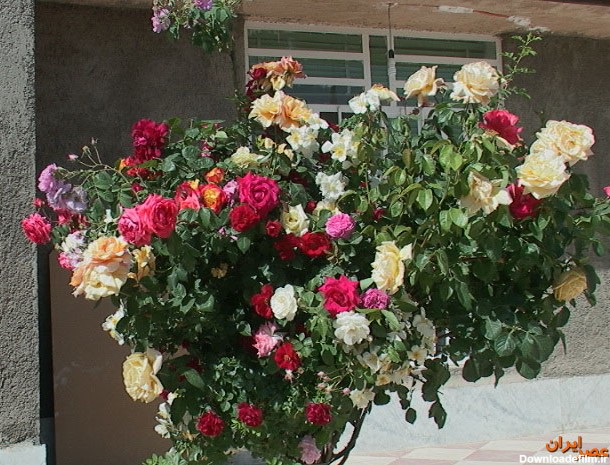 نگاه کاربران / گلی با 30 پیوند از انواع گل ها (عکس)
