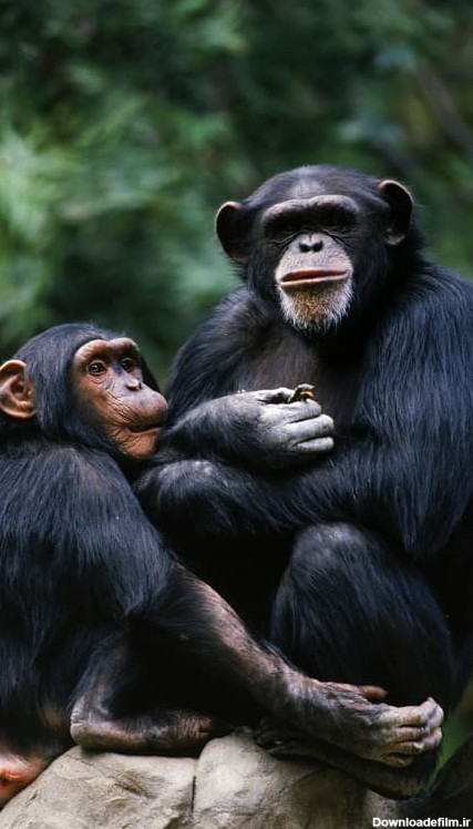 عکس میمون های سیاه