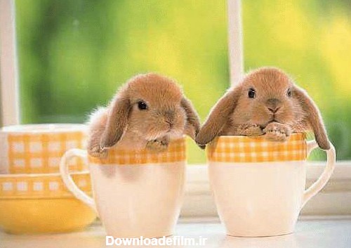 عکس های زیبا و بامزه از خرگوش های ناز و کوچولو (3)