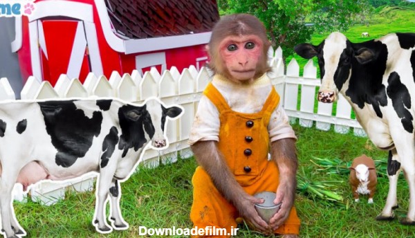 برنامه کودک بچه میمون / مراقبت از گاو های شیری برنامه کودک