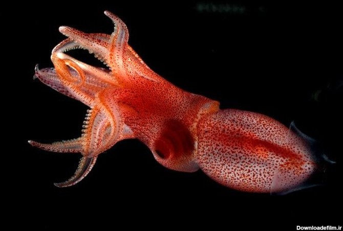 ماهی مرکب با چشم های عجیب