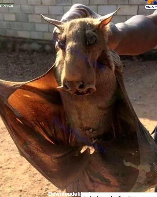 عکس ترسناک ترین حیوان در دنیا