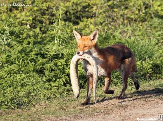 عکس: روباه شکارچی